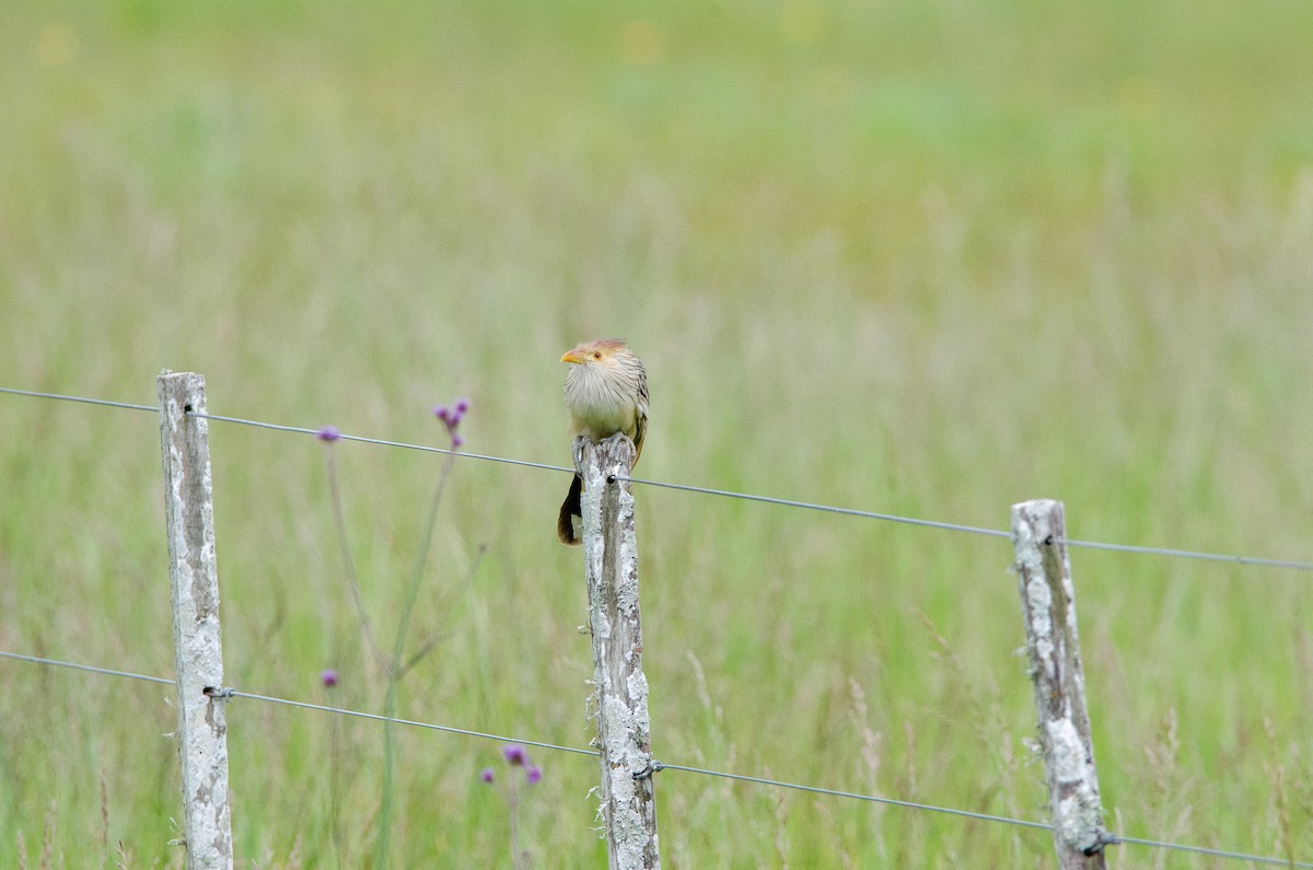 Guirakuckuck - ML644583762