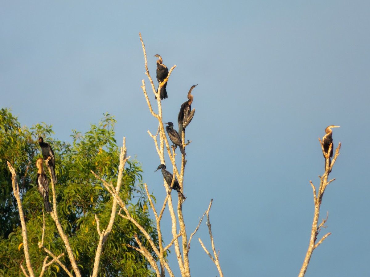 Азиатская змеешейка - ML644583763