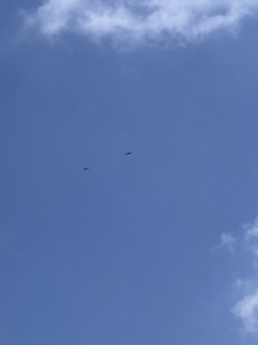 Legge's Hawk-Eagle - ML644583764