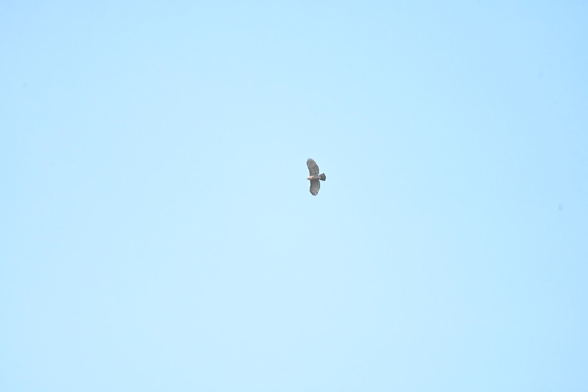 Legge's Hawk-Eagle - ML644583765