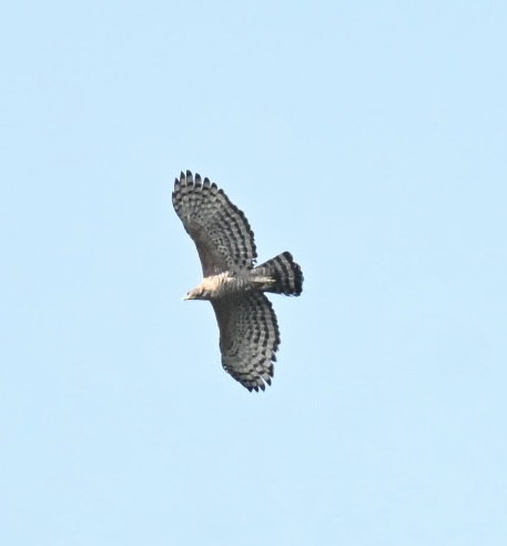 Legge's Hawk-Eagle - ML644583766