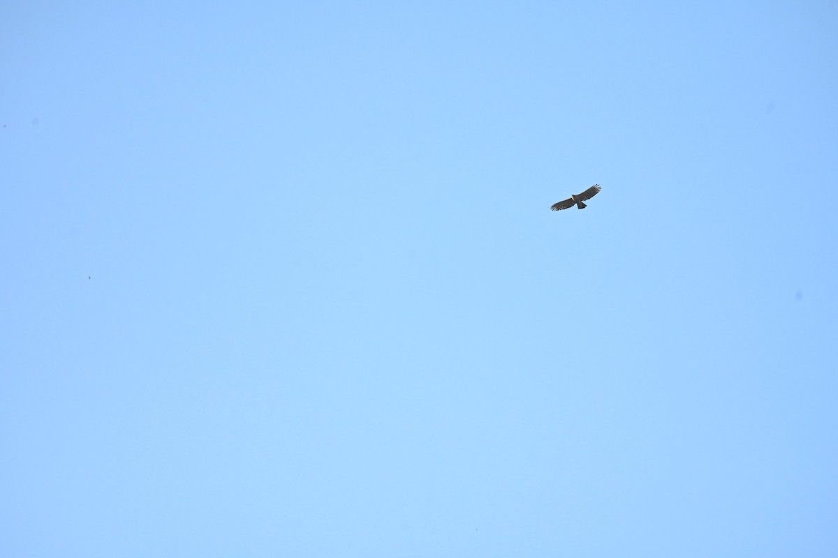 Legge's Hawk-Eagle - ML644583767