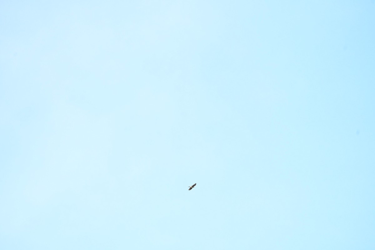 Legge's Hawk-Eagle - ML644583768