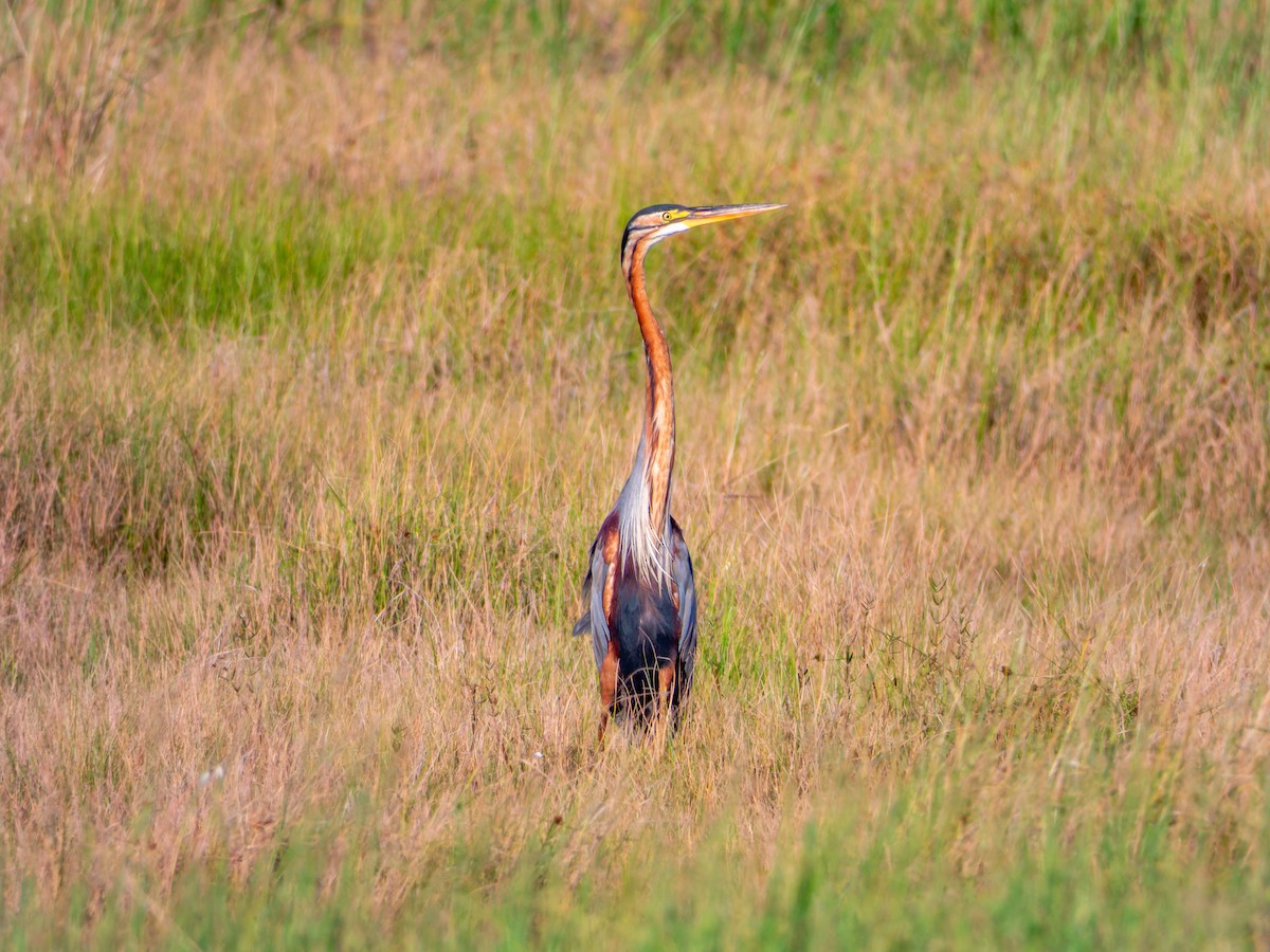 Рыжая цапля - ML644583772