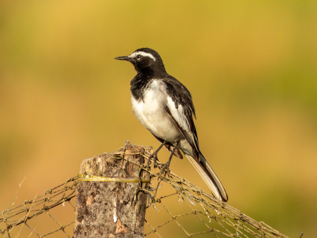 Белобровая трясогузка - ML644583776