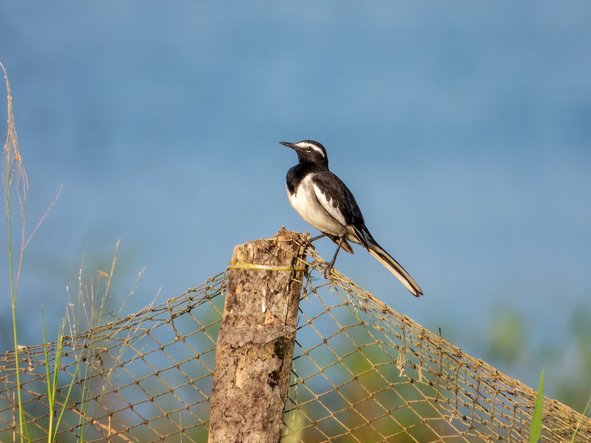 Белобровая трясогузка - ML644583777