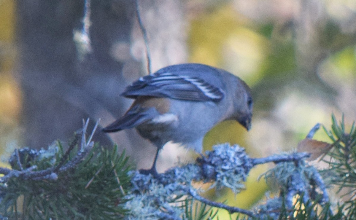 Durbec des sapins - ML644583779