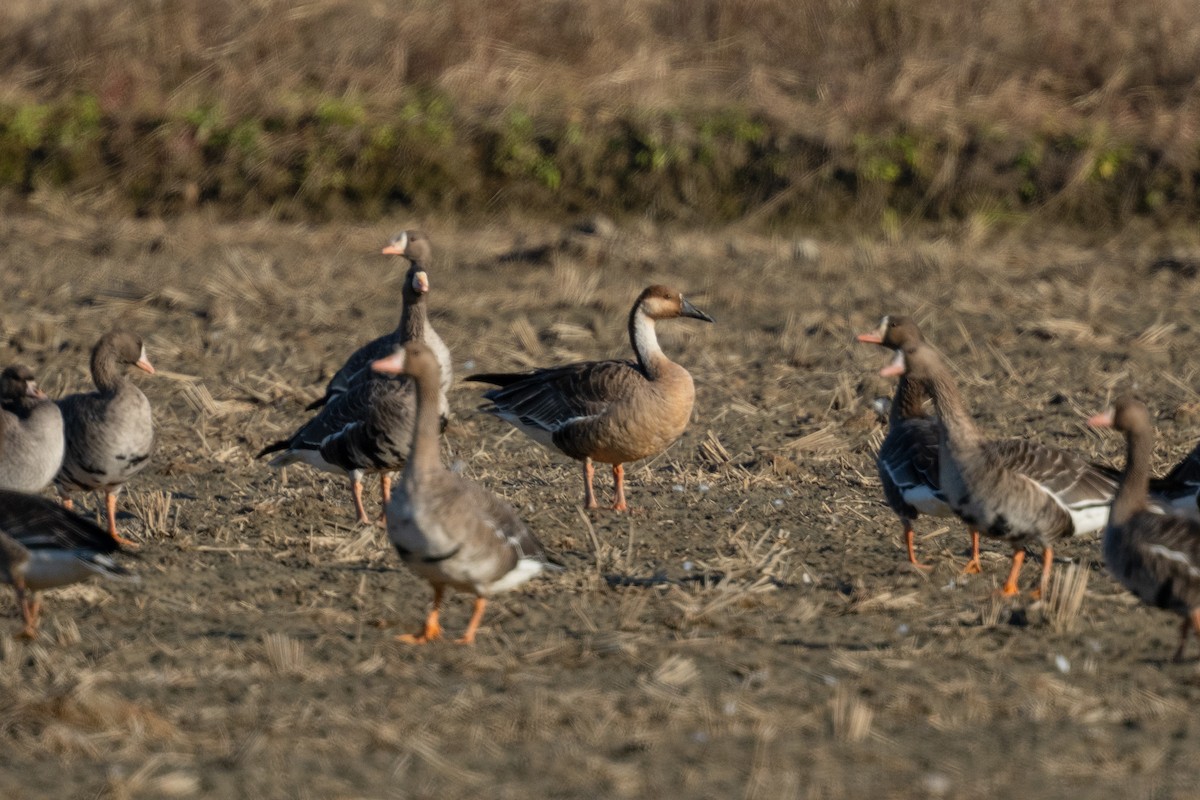 鴻雁 - ML644583780