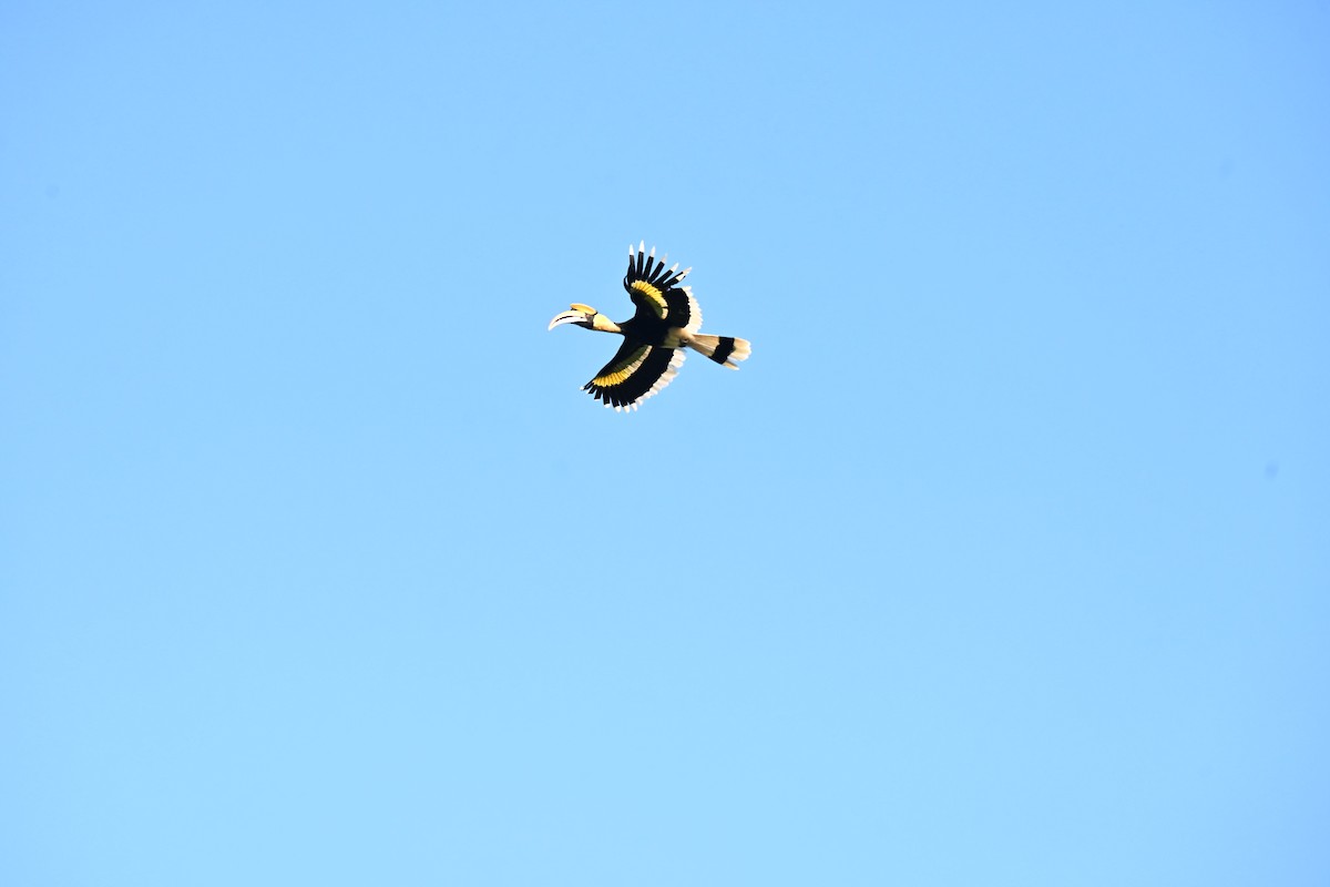 Двурогий калао - ML644583781