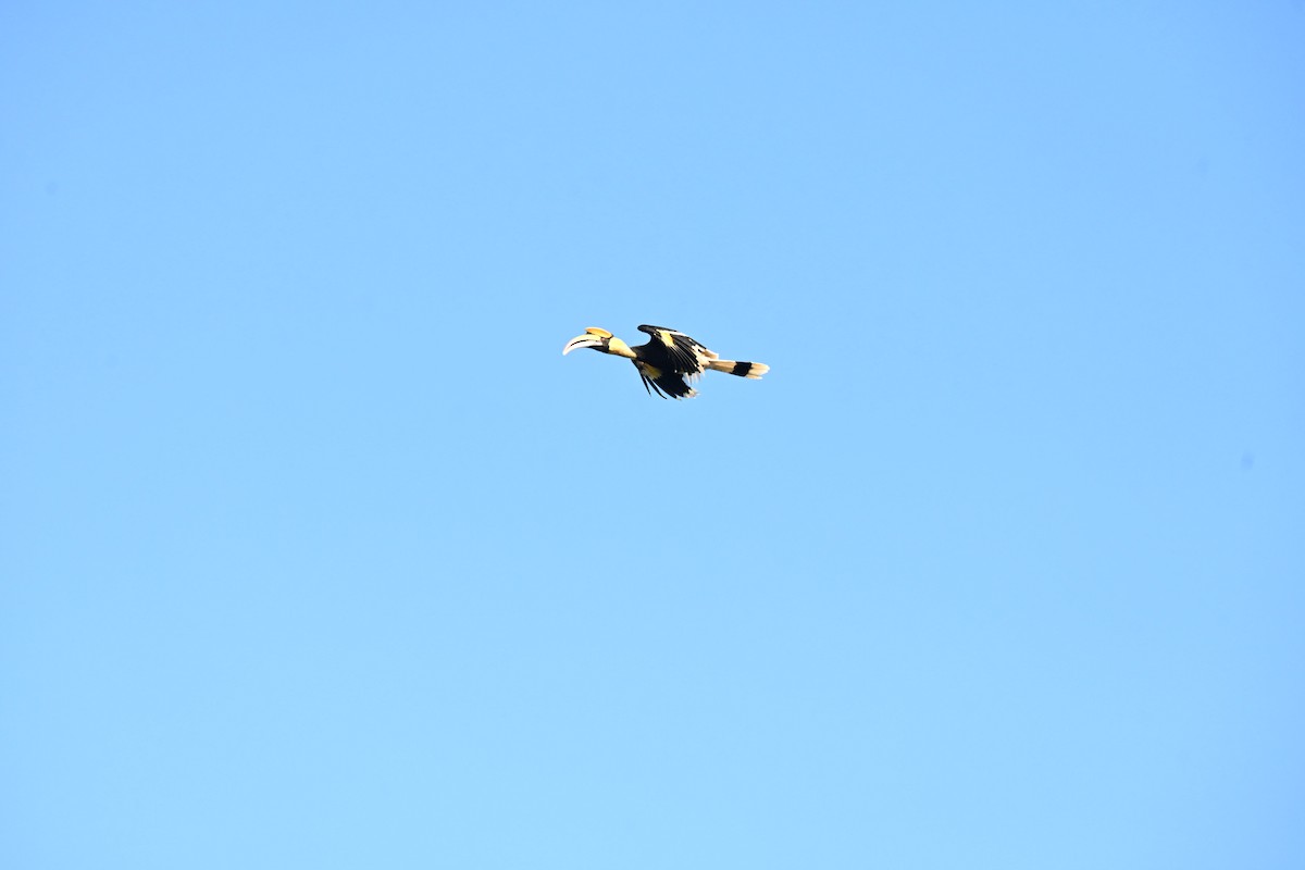 Двурогий калао - ML644583783