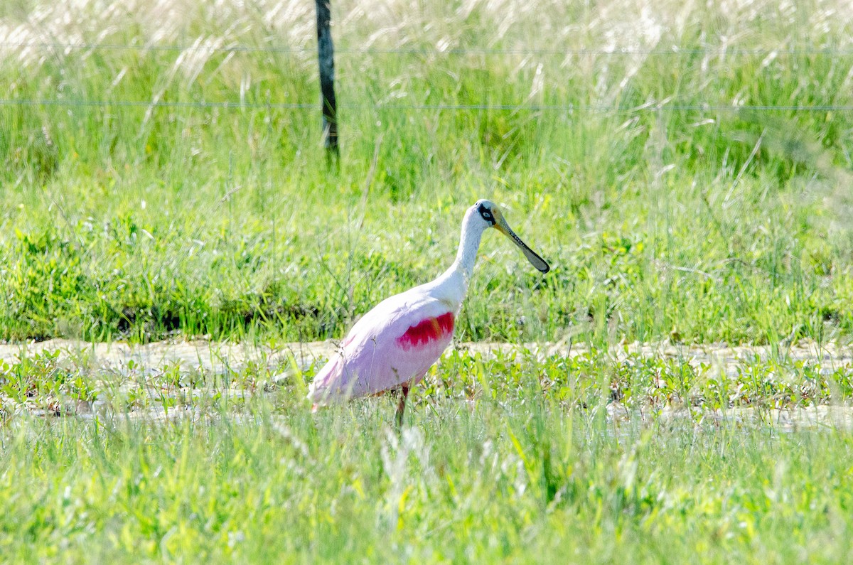 Mokozabal arrosa - ML644583784