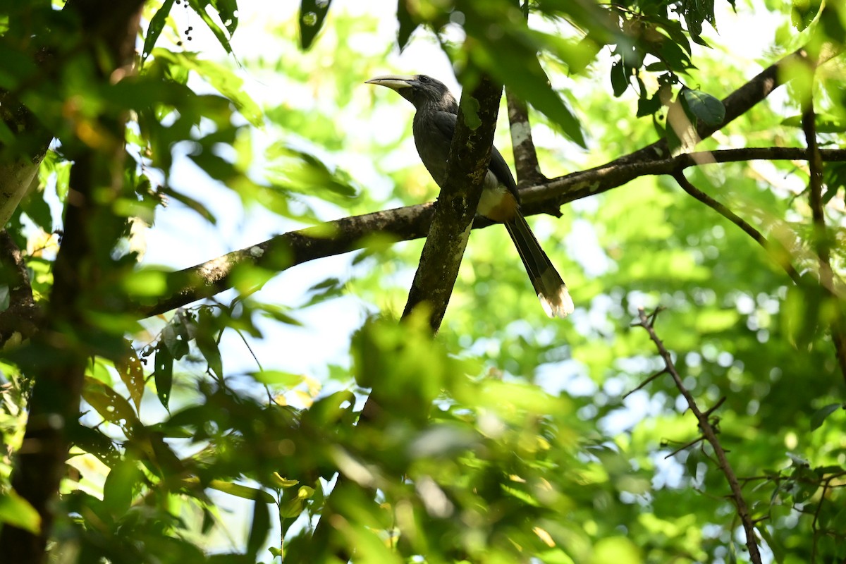 Малабарский серый ток - ML644583788