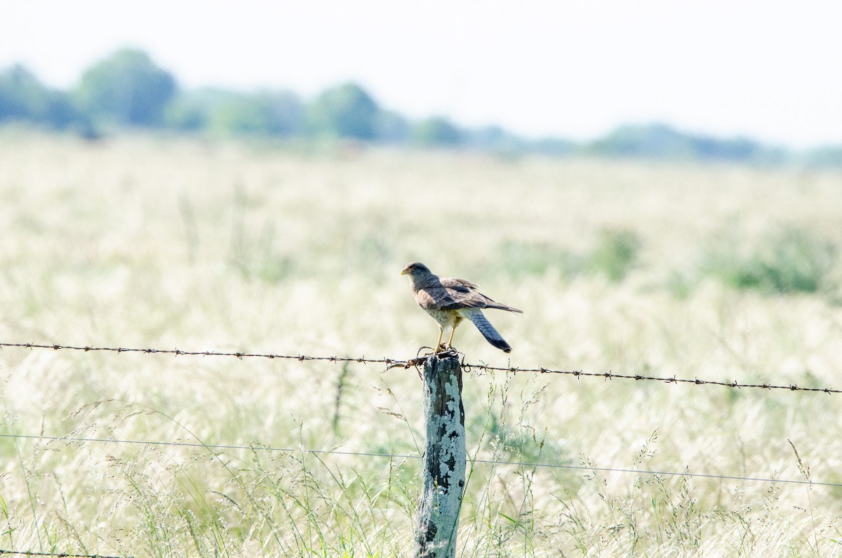 Chimango Caracara - ML644583790