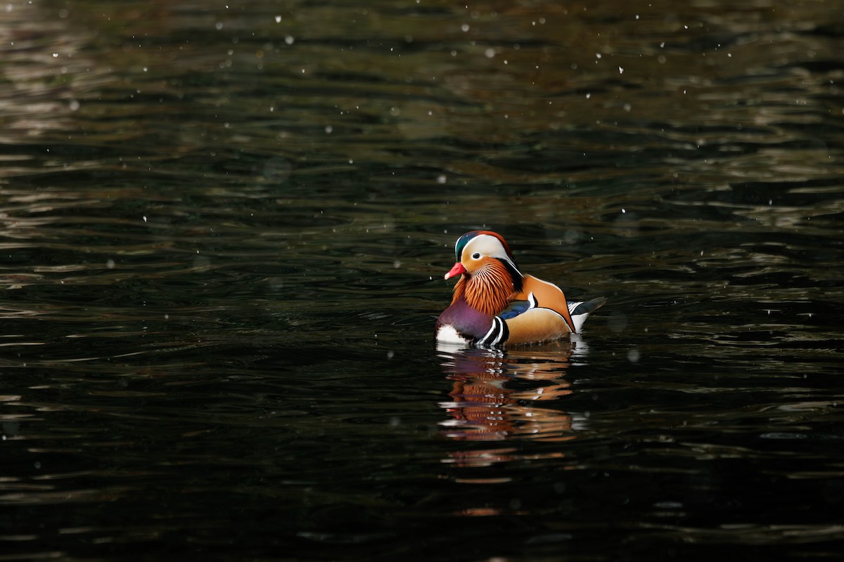 オシドリ - ML644583794