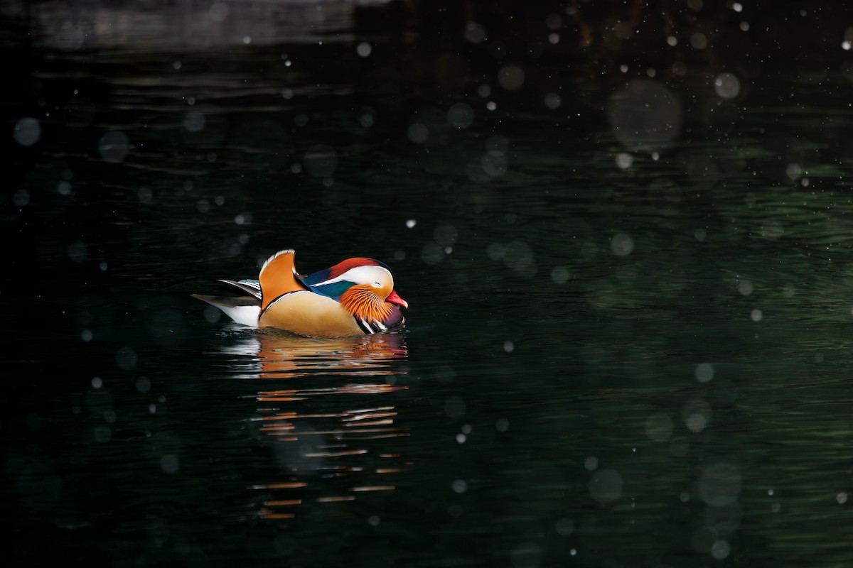 オシドリ - ML644583795