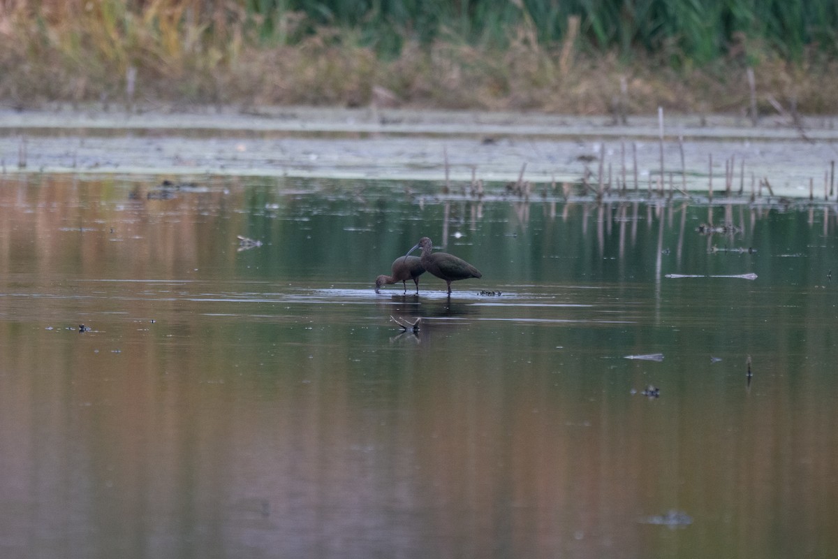 Çeltikçi/Ak Yüzlü Çeltikçi - ML644583796