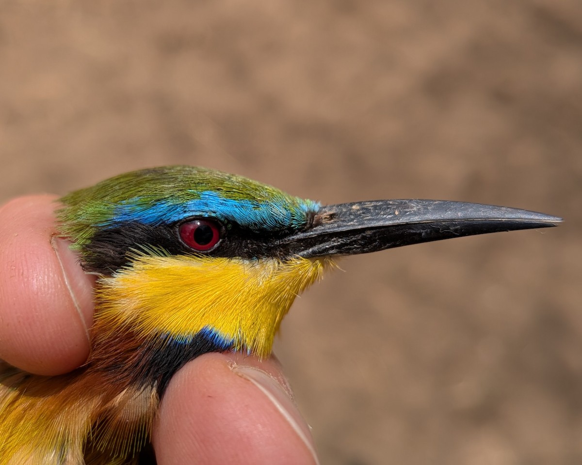 Little Bee-eater - ML644583805