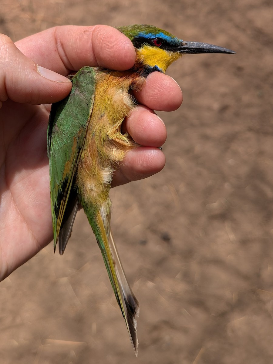 Little Bee-eater - ML644583807