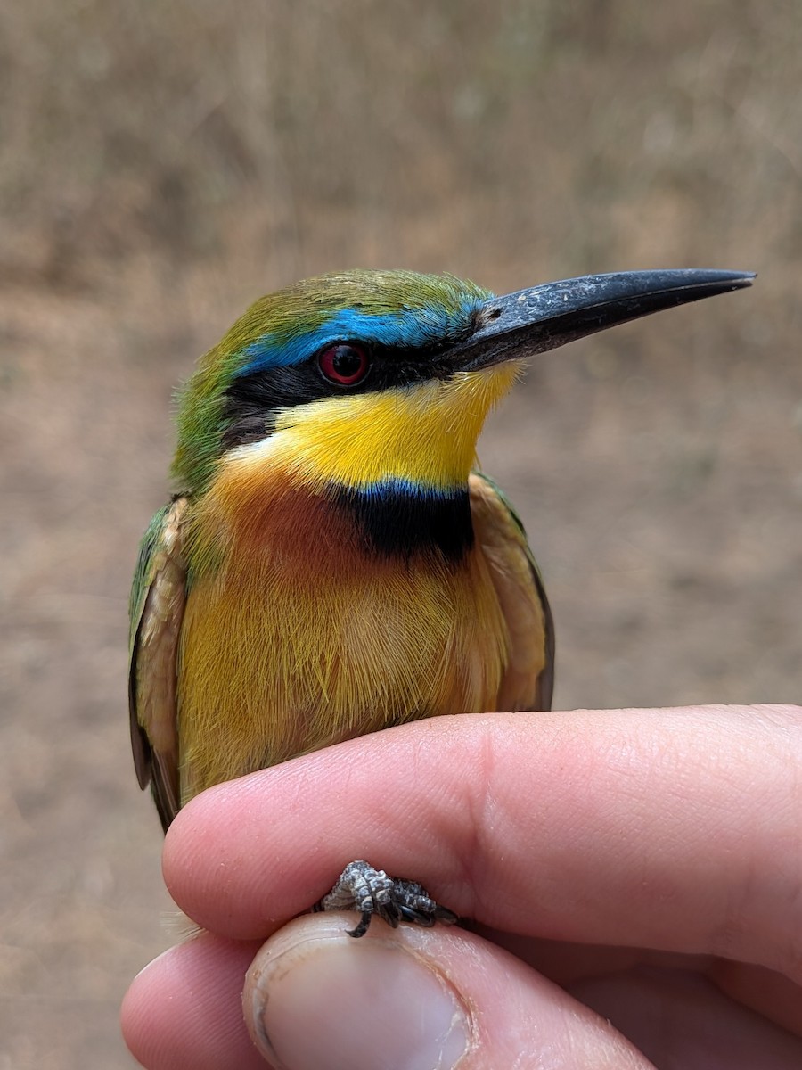 Little Bee-eater - ML644583808