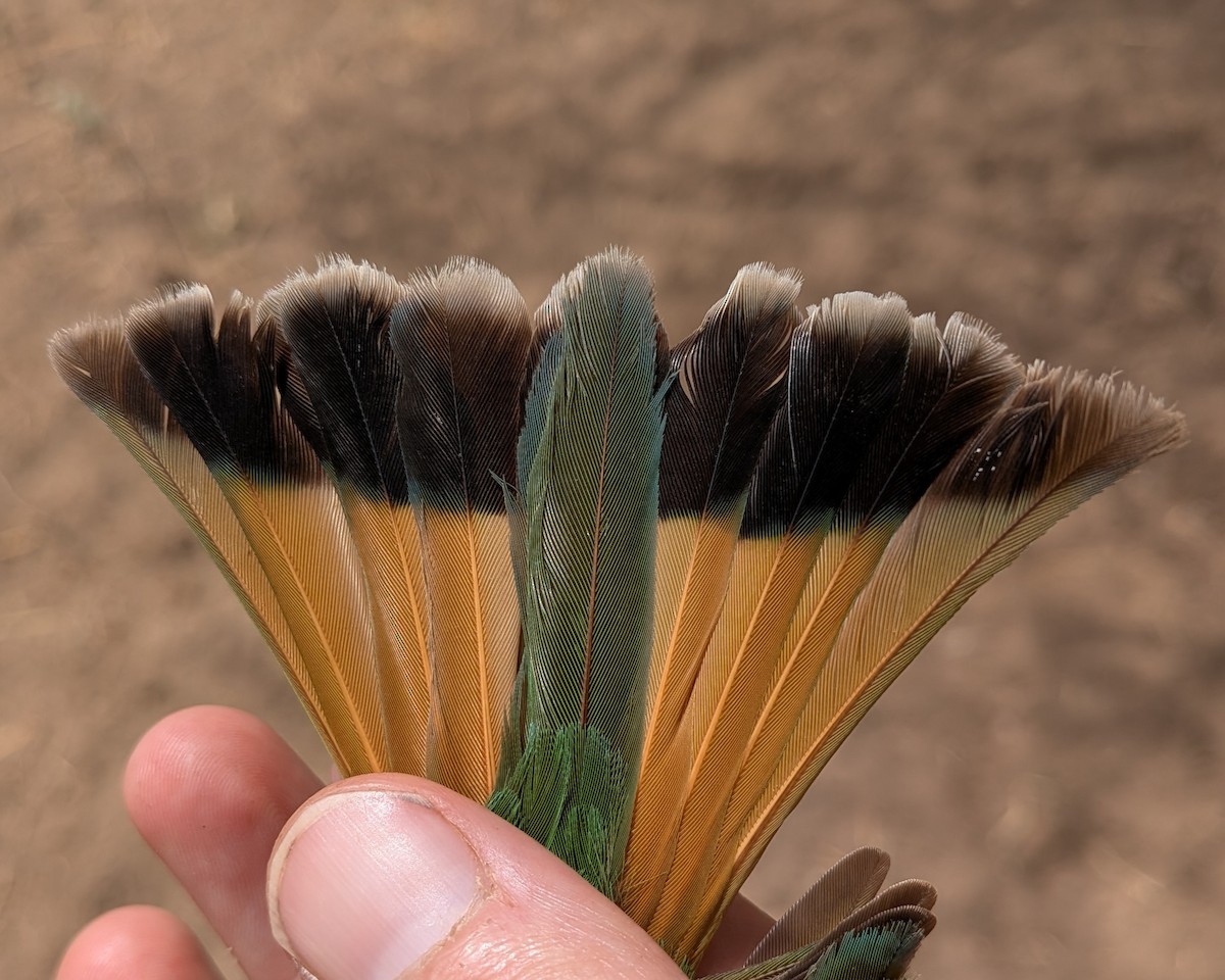 Little Bee-eater - ML644583809
