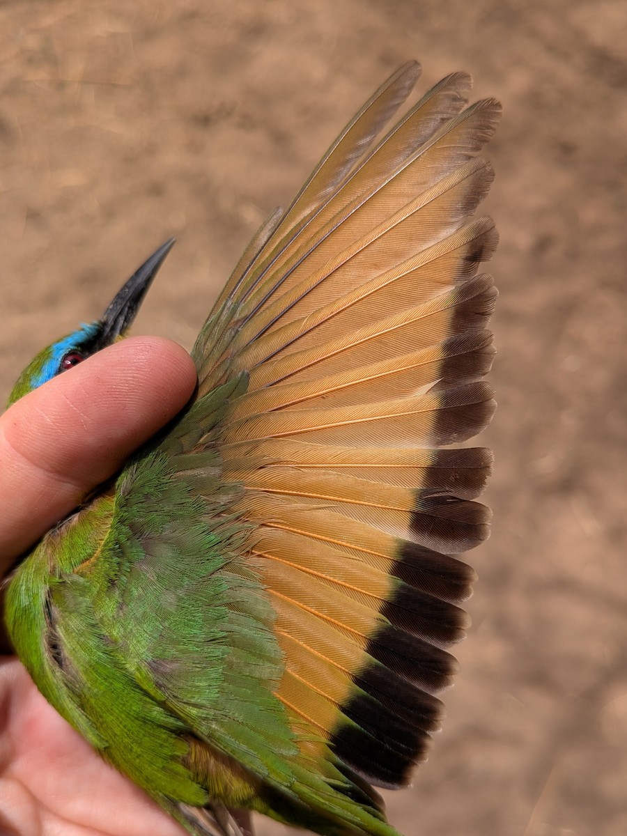 Little Bee-eater - ML644583810
