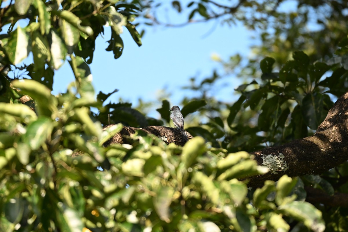 Пепельный дронго - ML644583815