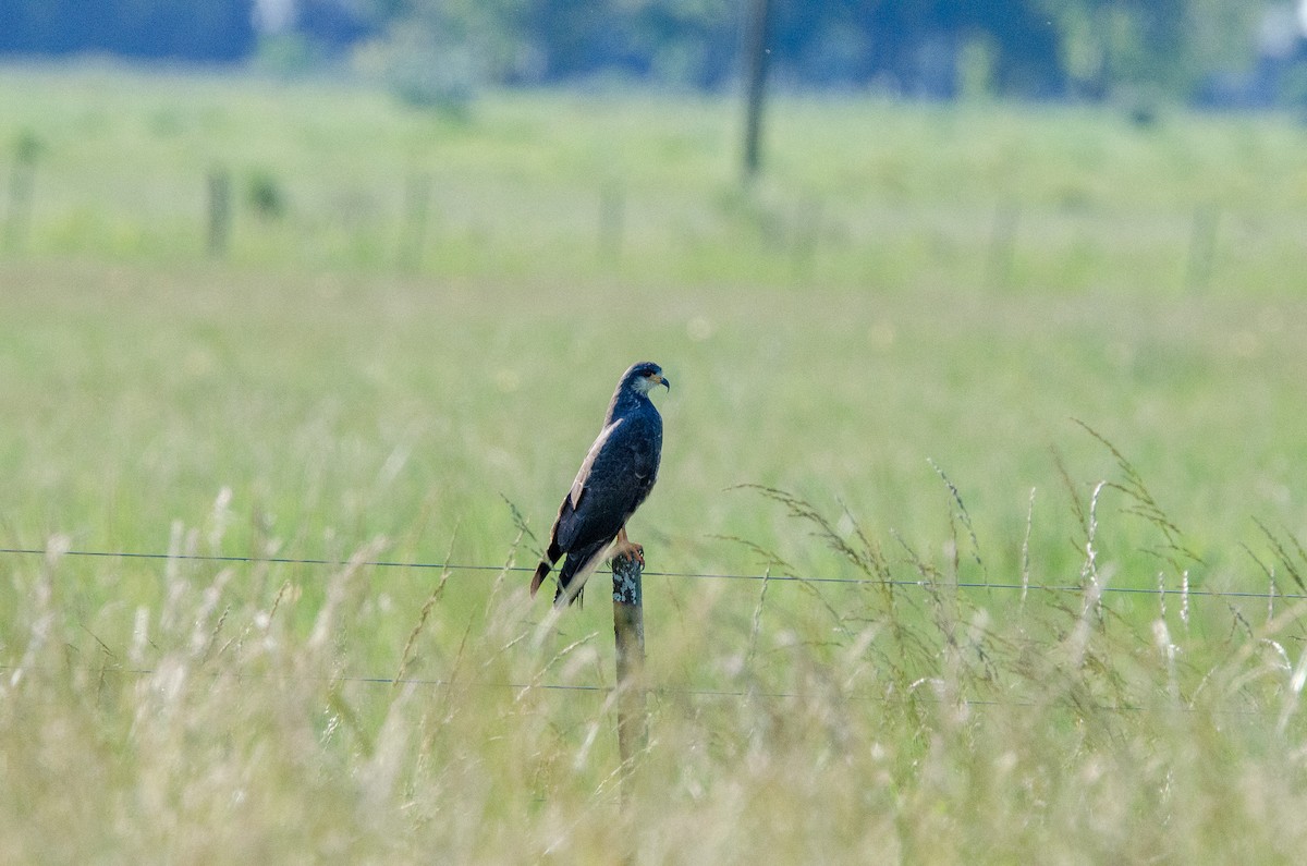 Snail Kite - ML644583816