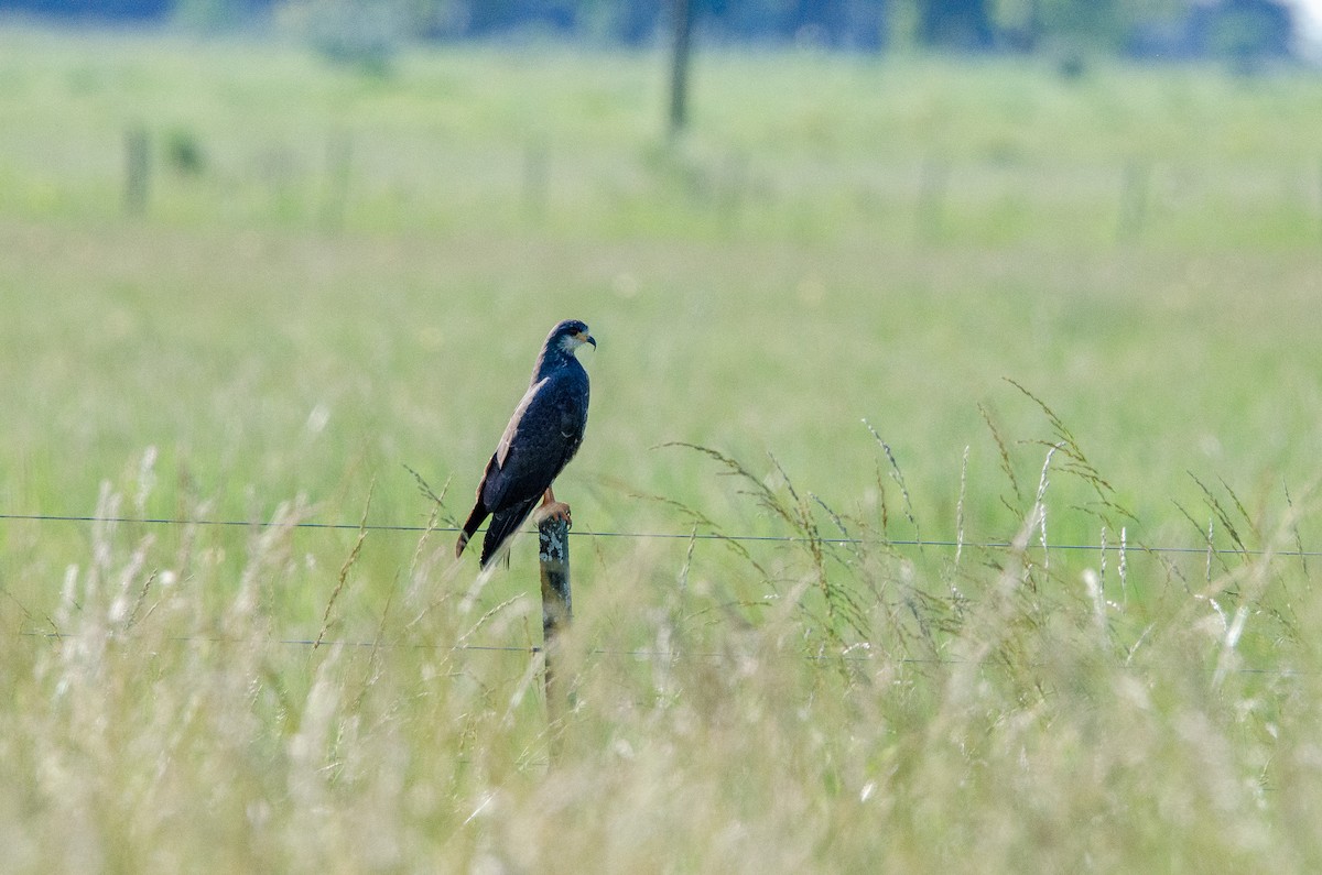 Snail Kite - ML644583817