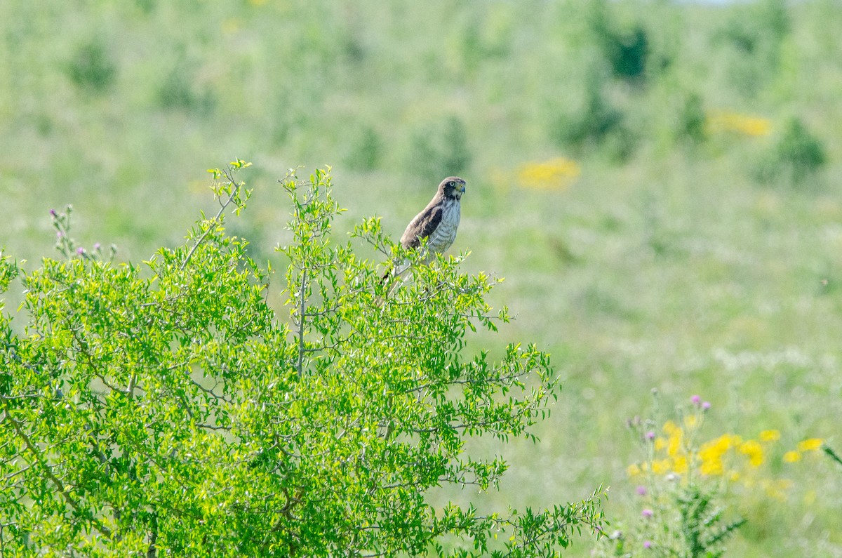 Roadside Hawk - ML644583822