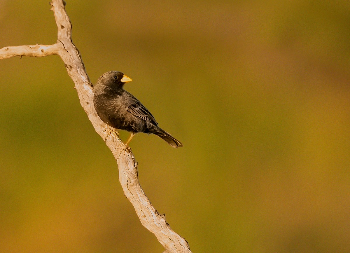 Carbonated Sierra Finch - ML644583826