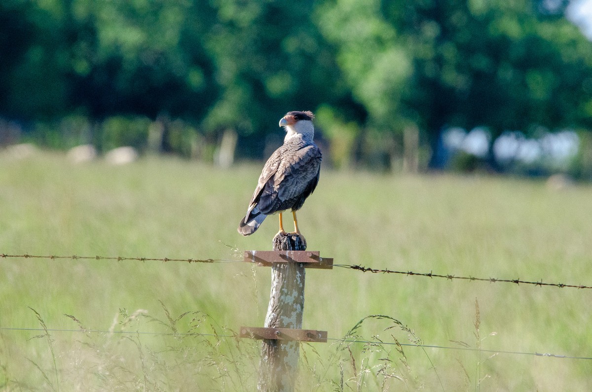 Crested Caracara - ML644583829