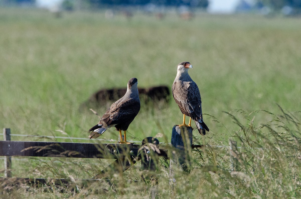 Crested Caracara - ML644583830