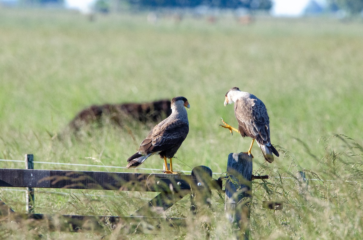 Crested Caracara - ML644583831