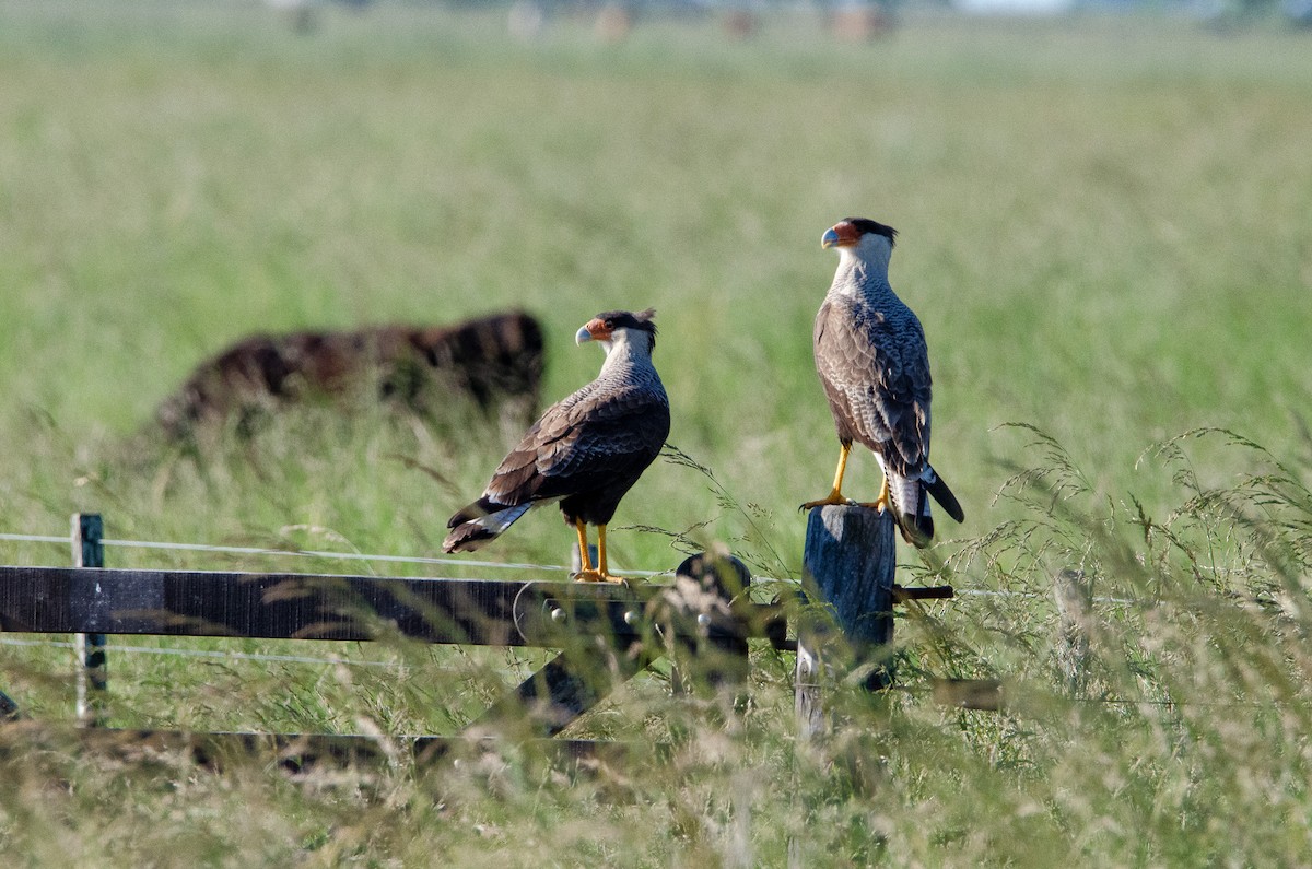 Crested Caracara - ML644583832