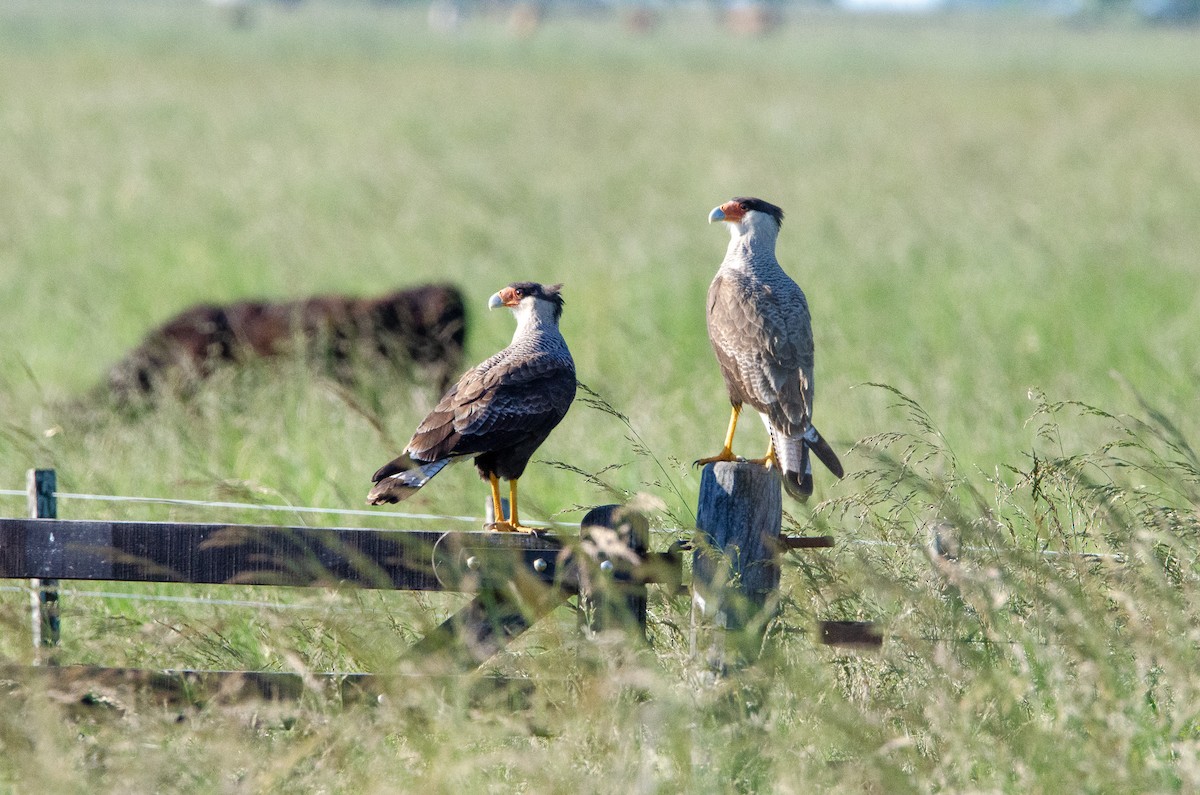 Crested Caracara - ML644583833