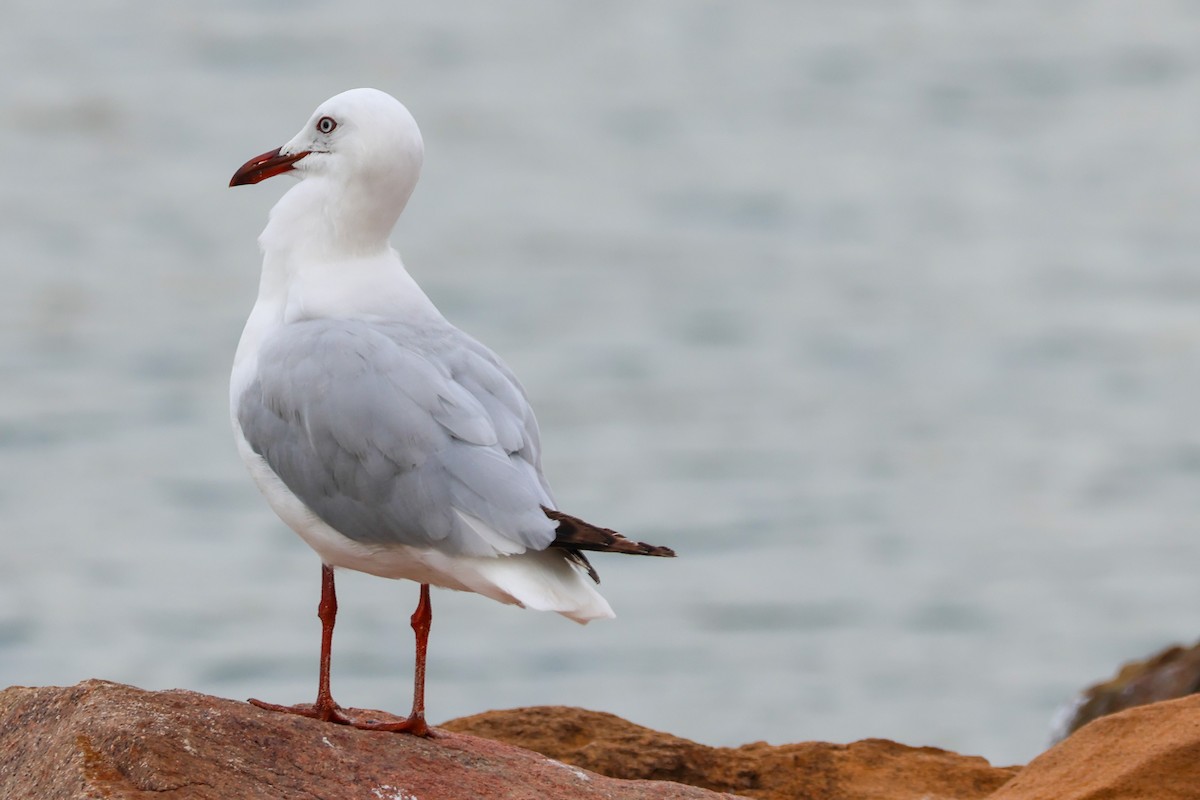 Mouette argentée - ML644583838