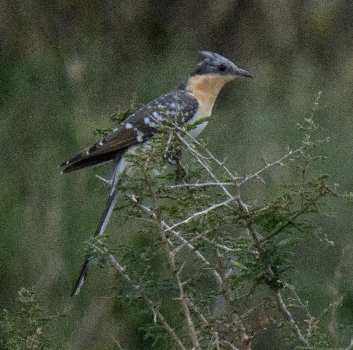 קוקיה מצויצת - ML644583840