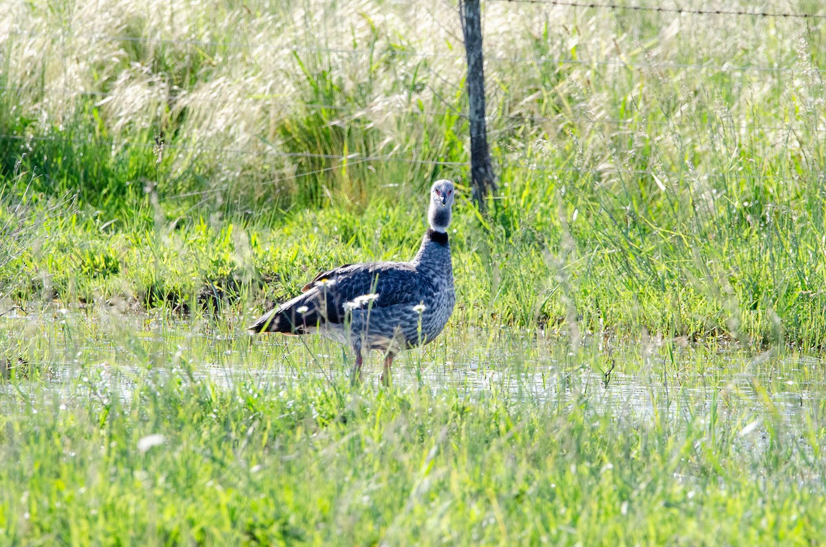 Southern Screamer - ML644583842