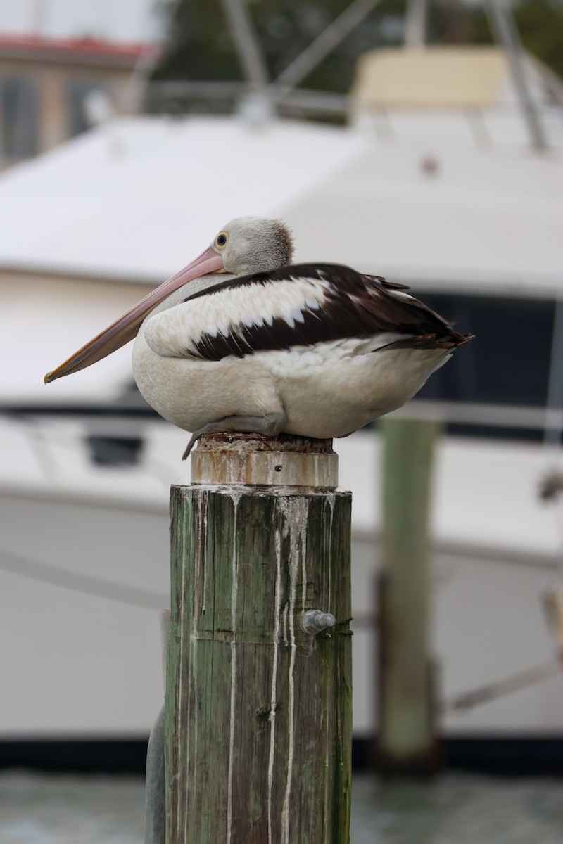 Pélican à lunettes - ML644583845