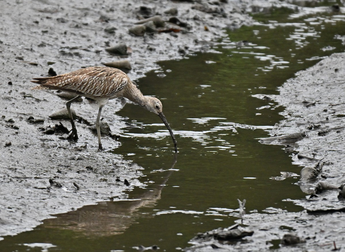Eurasian Curlew - ML644583847