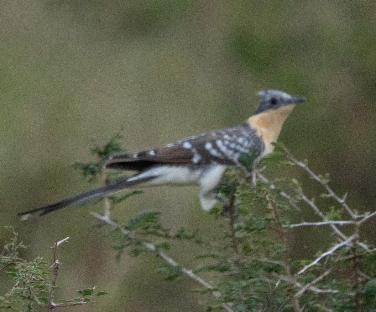 קוקיה מצויצת - ML644583851
