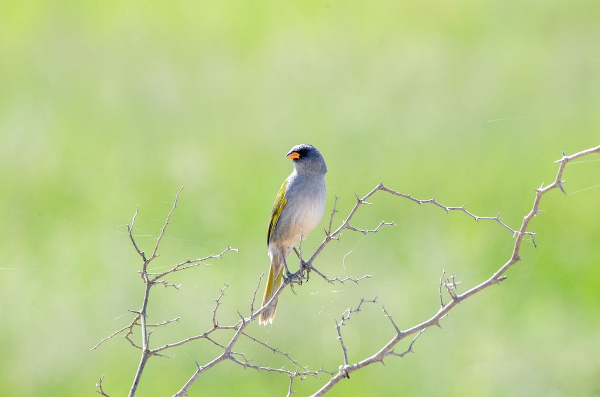 Great Pampa-Finch - ML644583855
