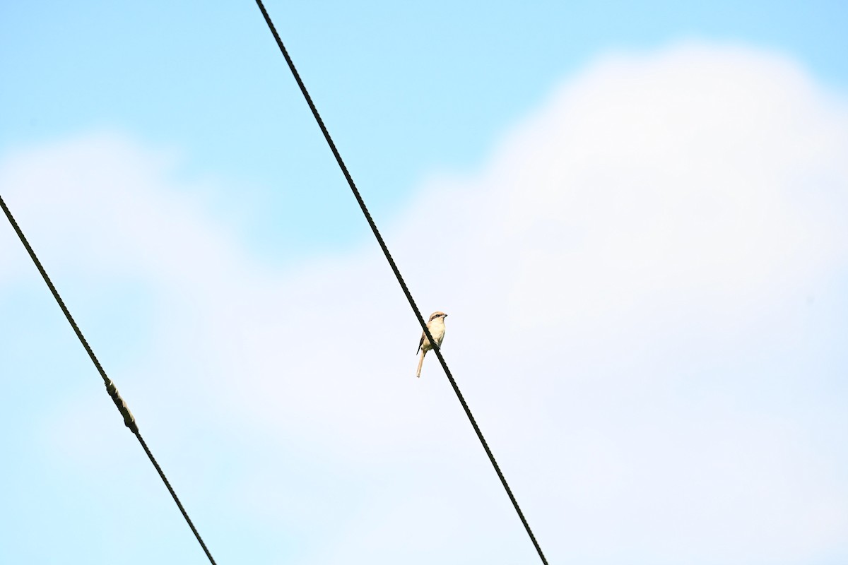 Сибирский жулан - ML644583858