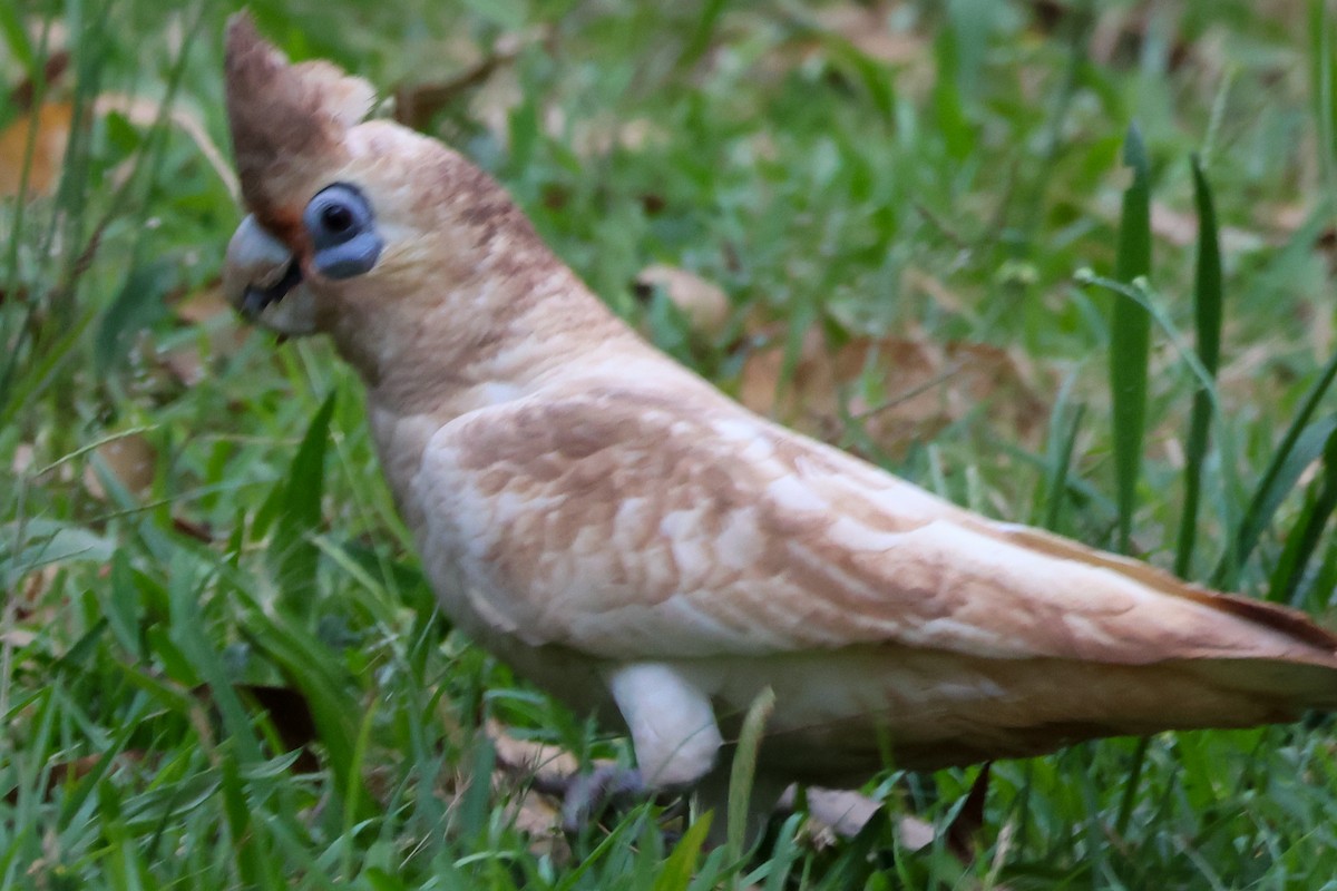 Cacatoès corella - ML644583859