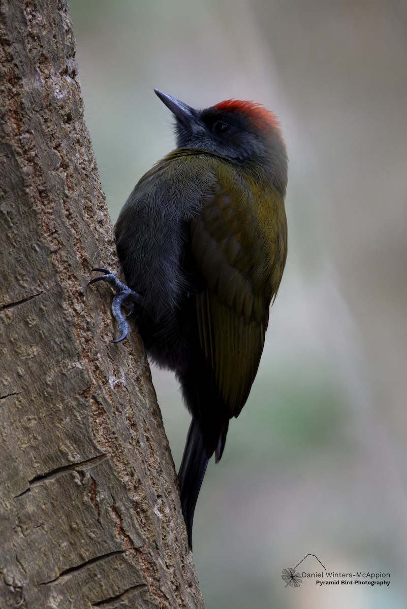 Olive Woodpecker - ML644583863