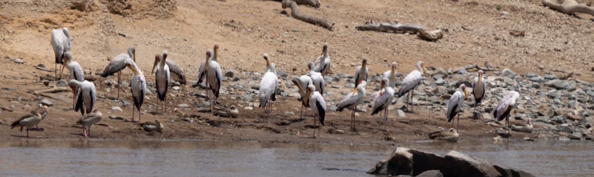 חסידן ורוד - ML644583872