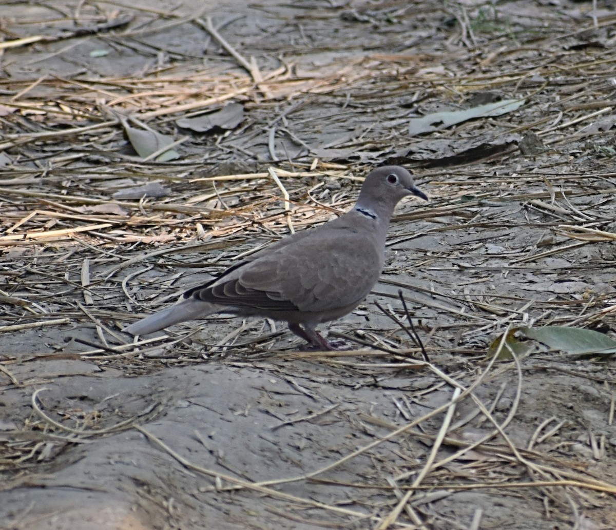 Tortora dal collare - ML644583873