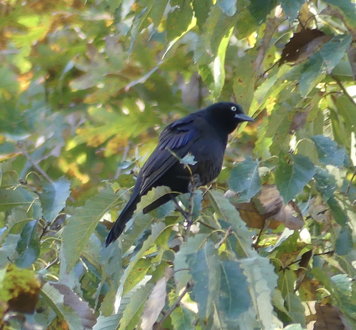 Пурпурный гракл - ML644583874