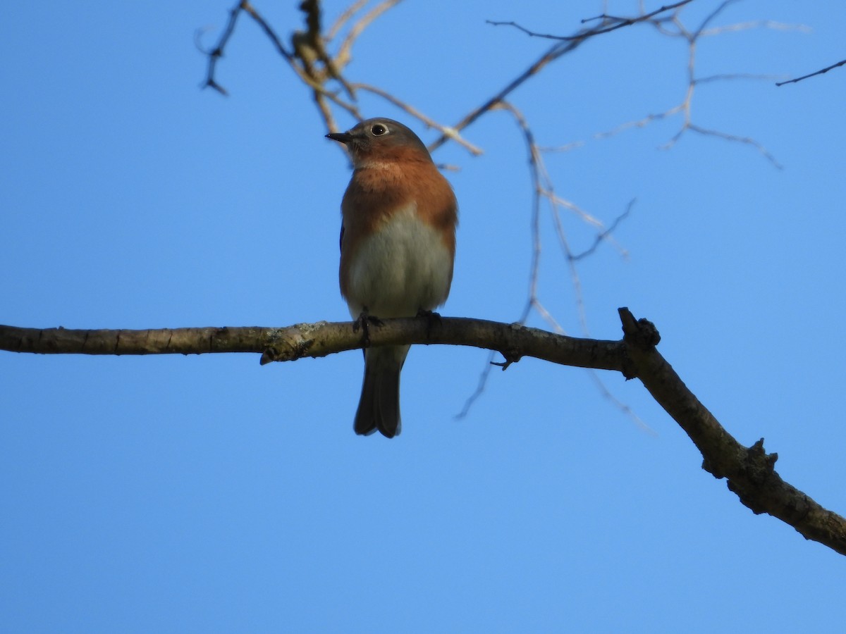 Merlebleu de l'Est - ML644583882