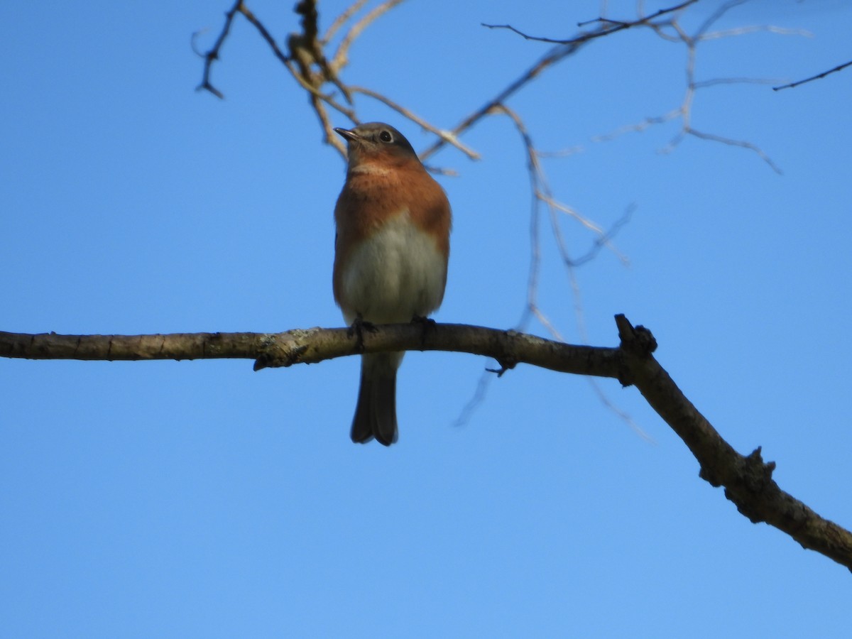 Merlebleu de l'Est - ML644583883